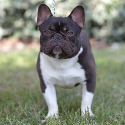 Butler