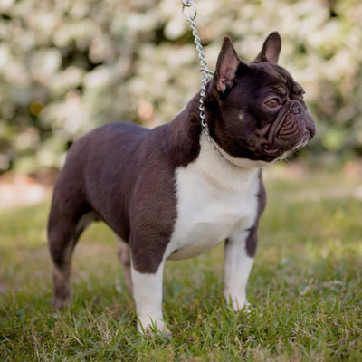 Recognizing Color Combinations in French Bulldogs