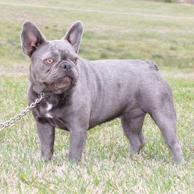 LYLA