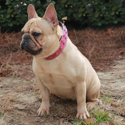 A Brief History of the French Bulldog