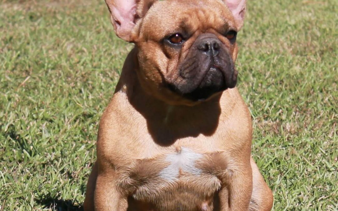 french bulldog on a leash sitting down
