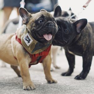 Two french bulldogs from Lindor French Bulldogs playing on their leashes