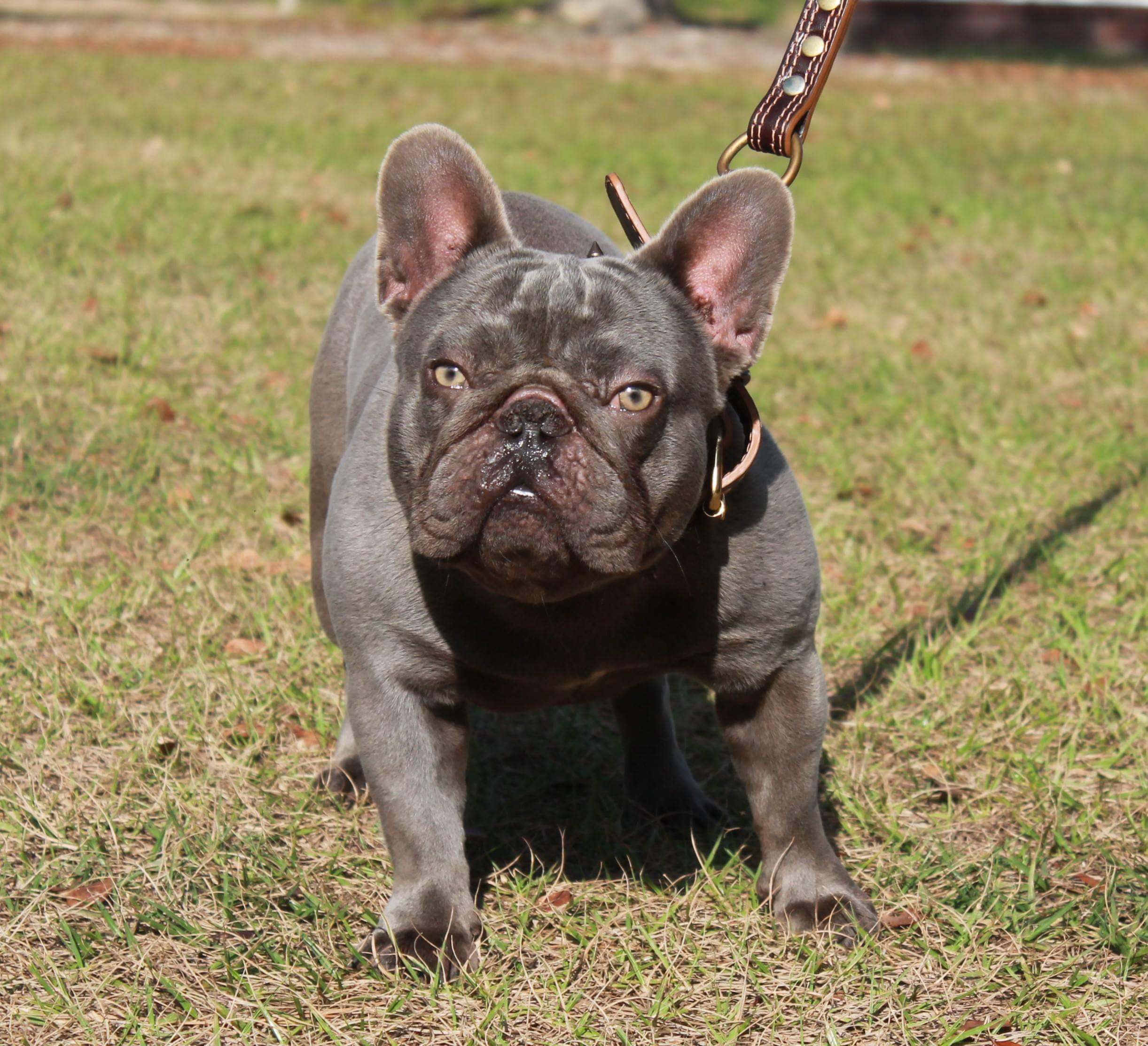 SCRAPPY