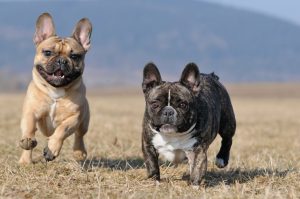 two French bulldogs running in a field