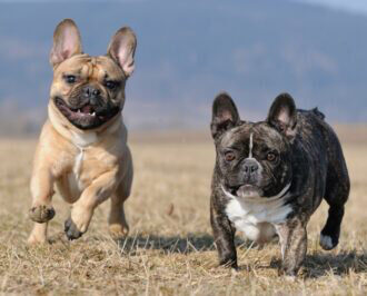 two French bulldogs running in a field