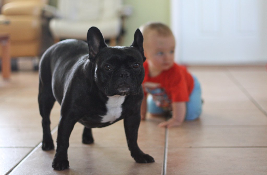 a child interacting with a french bulldog on the floor