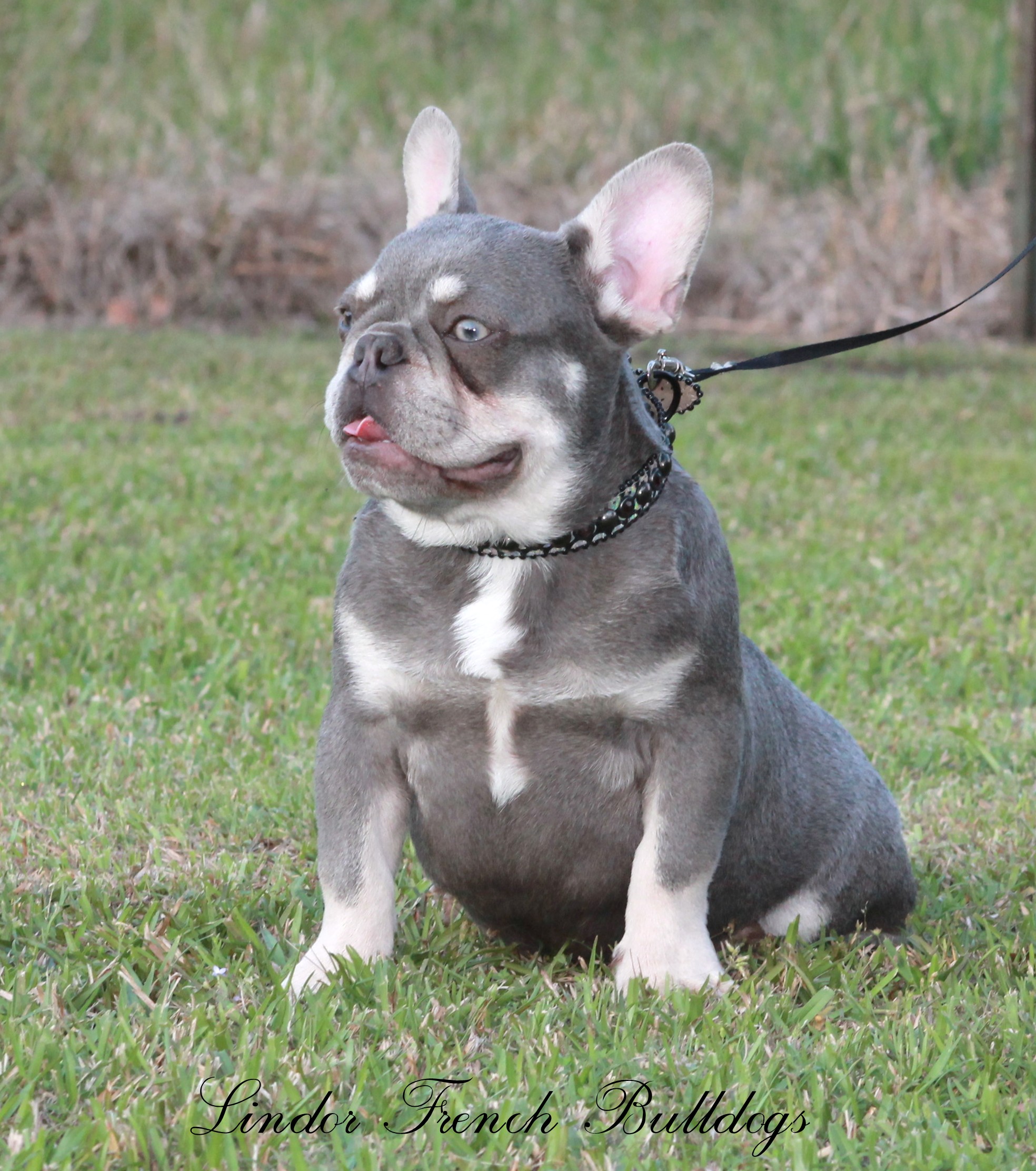 Bringing home a new french store bulldog puppy