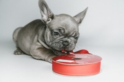 lilac frenchie puppy playing with red ribbon