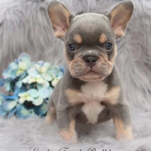 lilac and tan french bulldog puppy sitting on a soft gray rug with flowers in the back