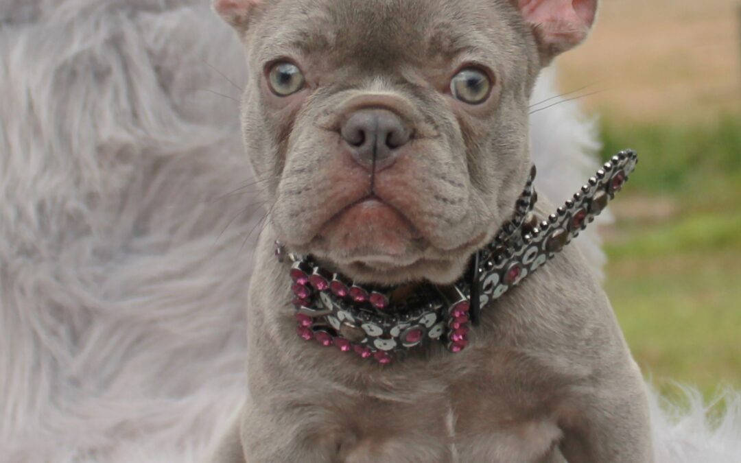 unique lilac and blue frenchie puppy wearing a collar sitting on a shaggy rug