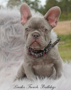 a french bulldog puppy bread by Lindor French Bulldogs