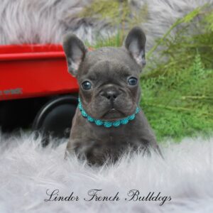 solid blue french bulldog puppy sitting on a fuzzy rug wearing a blue collar