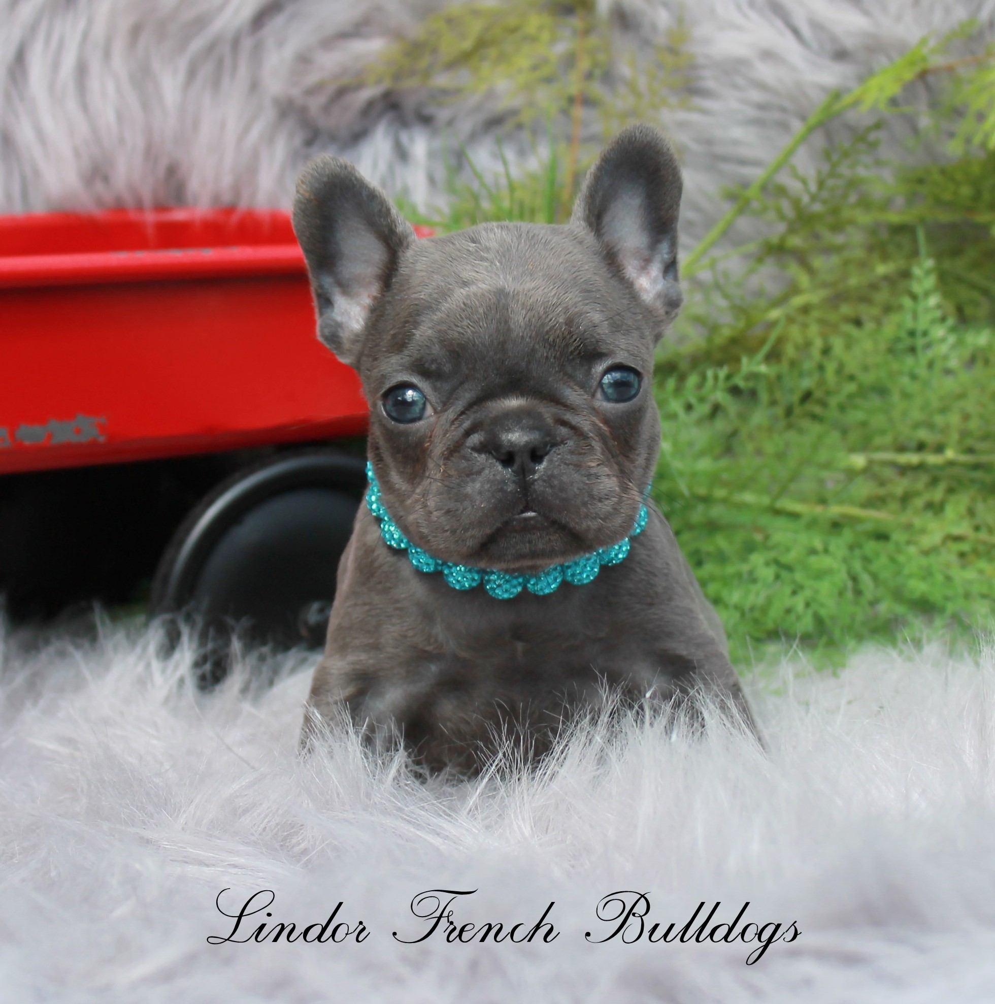 solid blue french bulldog puppy sitting on a fuzzy rug wearing a blue collar