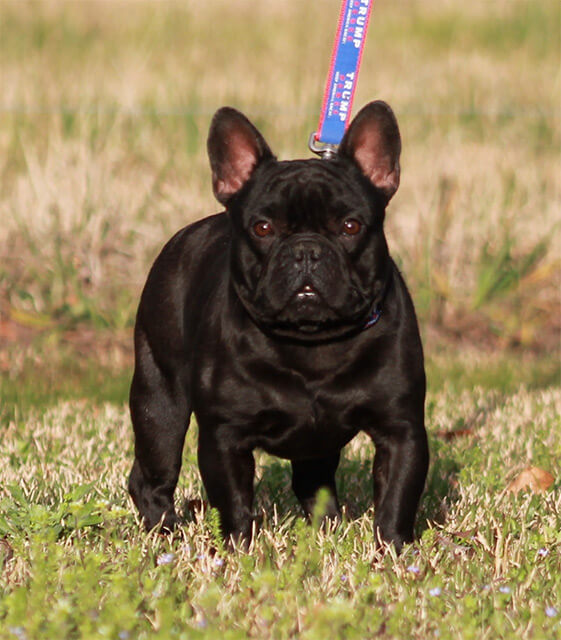 miniature french bulldog black