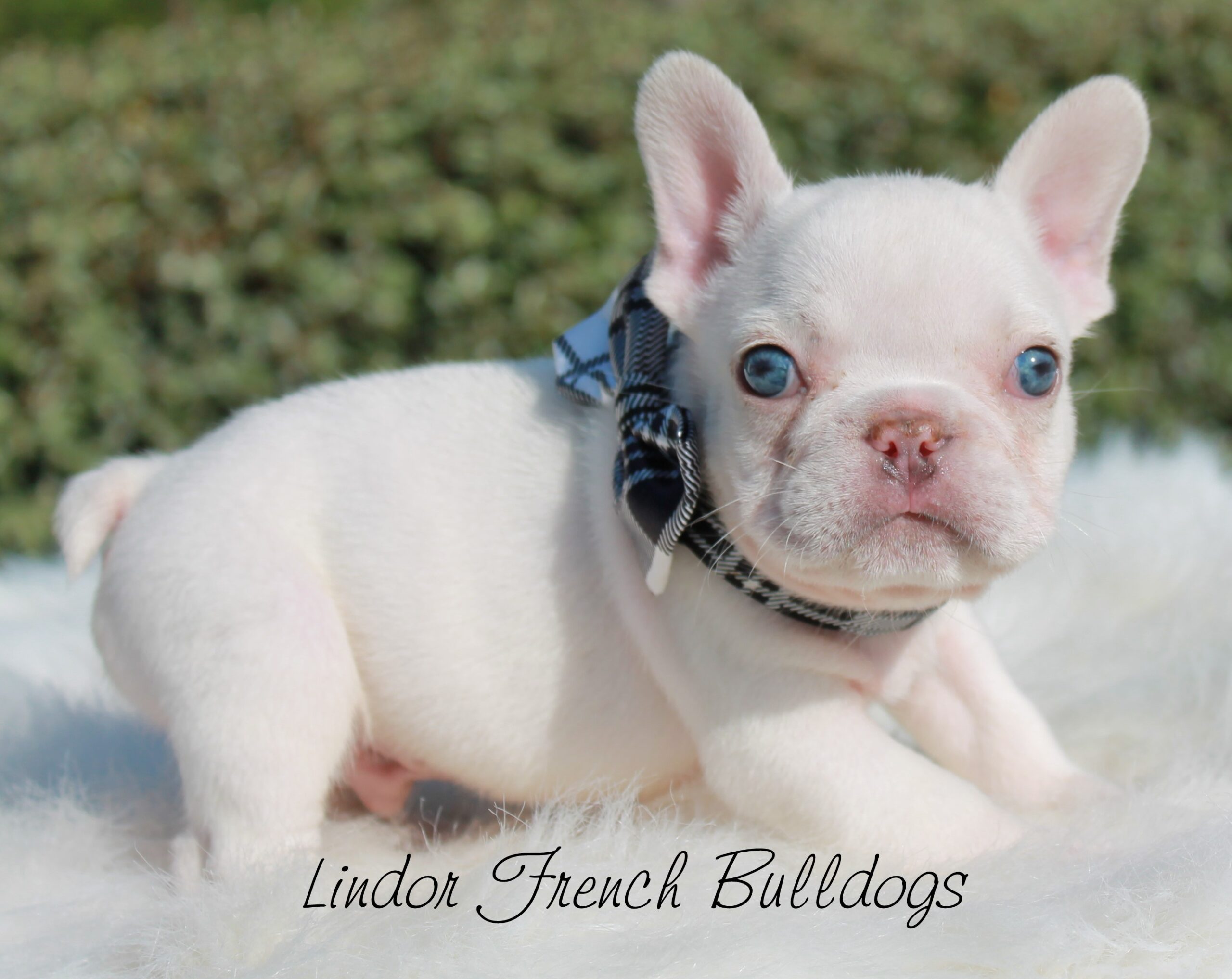 Male -TOP QUALITY Blue Frenchie