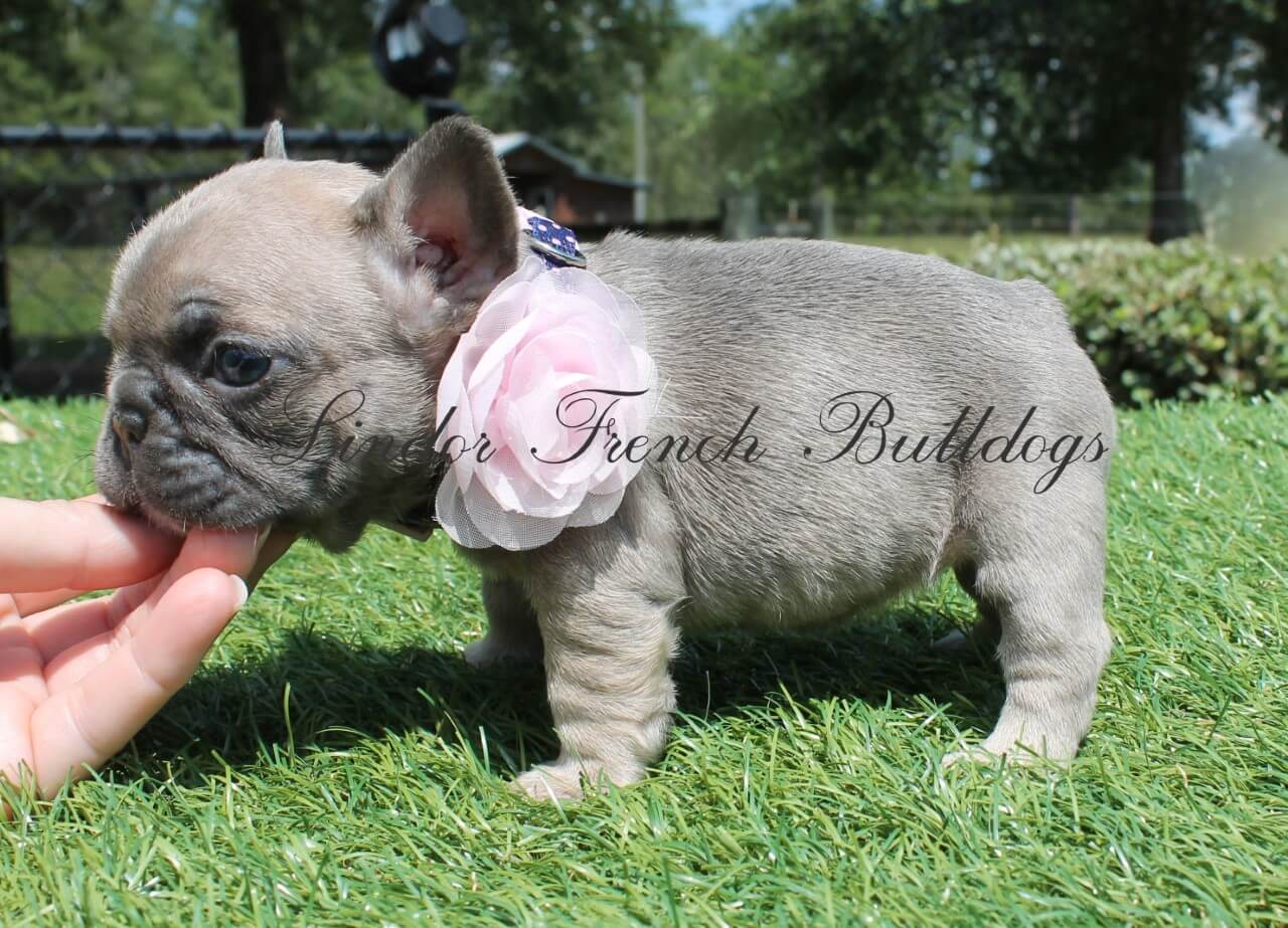 Female – Mini French Bulldog Puppy