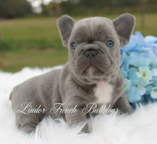 Lindor french hot sale bulldogs