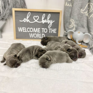 Mini french bulldog puppies for sale- fall litters planned