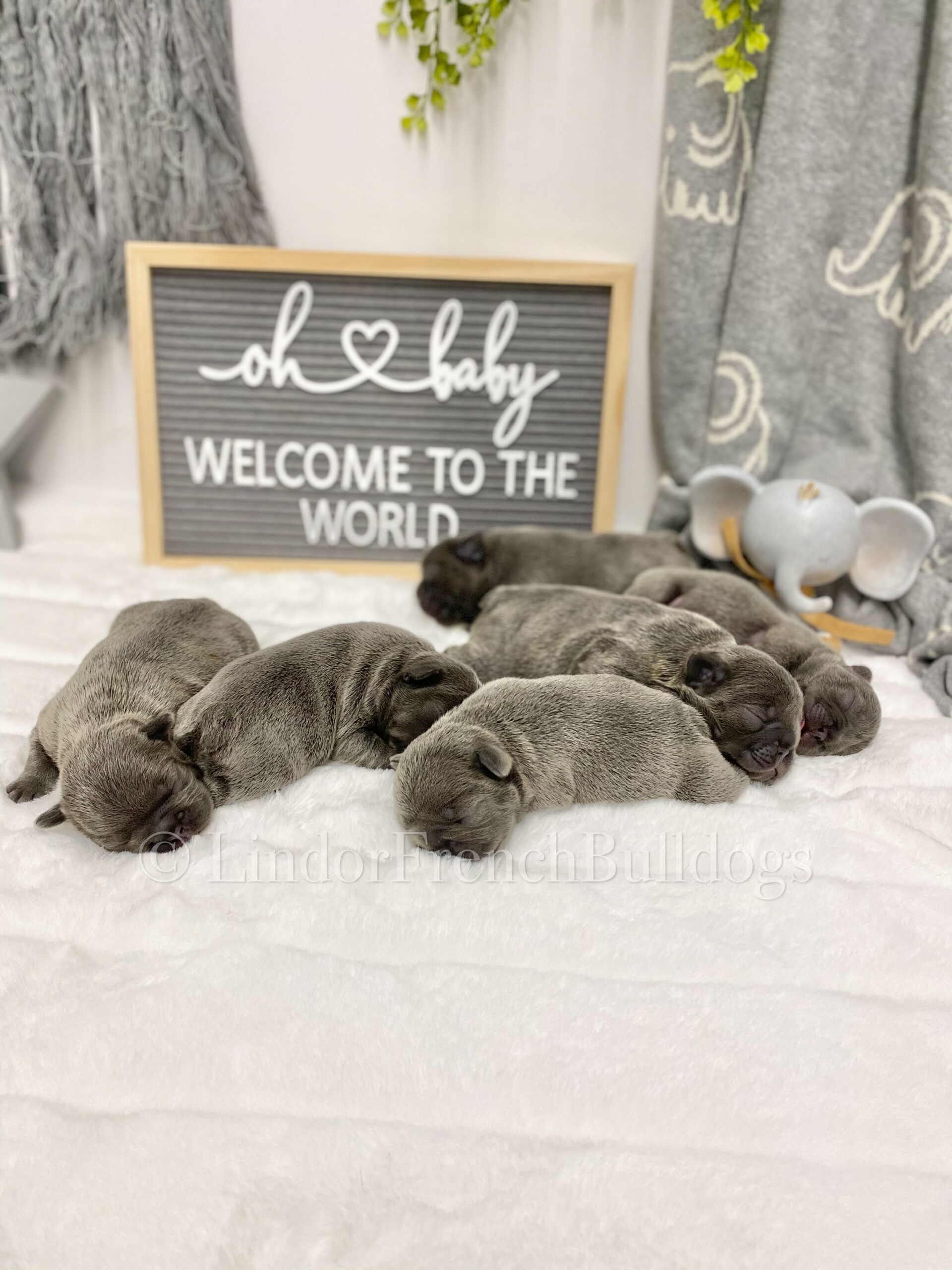 Mini french bulldog puppies for sale- fall litters planned Mini french bulldog puppies for sale- fall litters planned