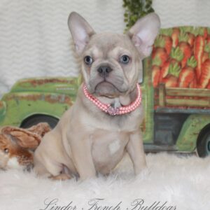 Available Puppies - Lindor French Bulldogs | Quality French Bulldog Pups