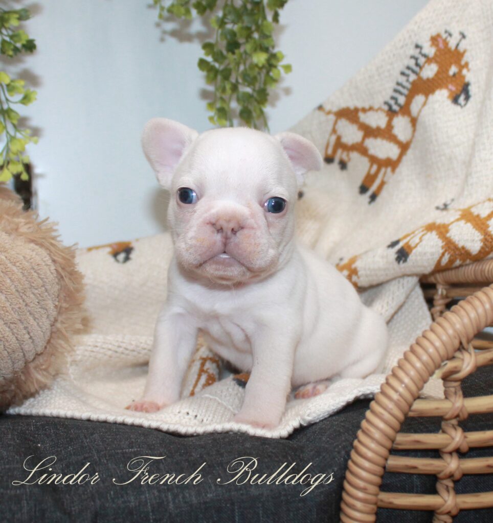 White Frenchie puppy on wicker chair
