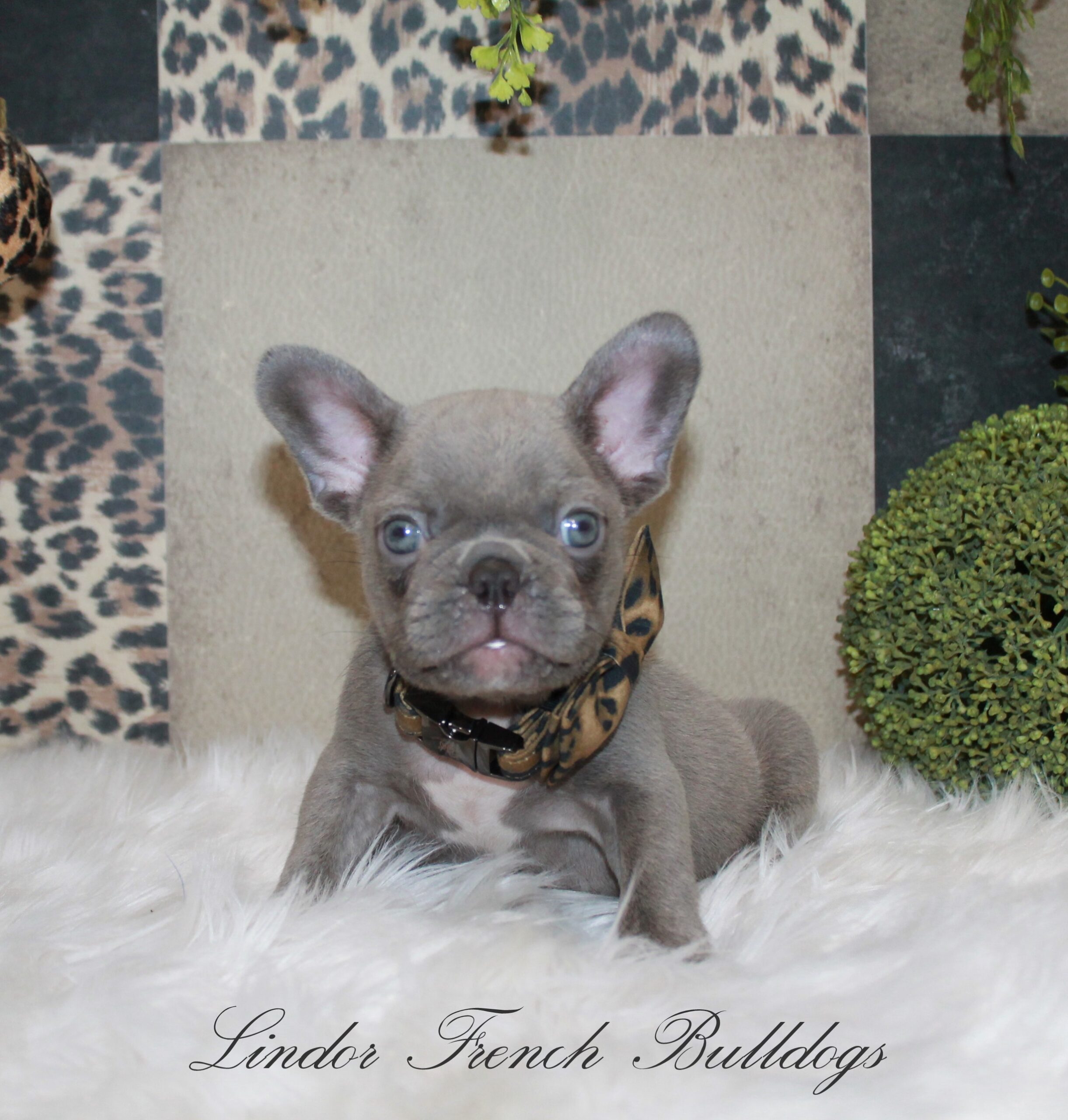 Grey Frenchie on faux fur blanket