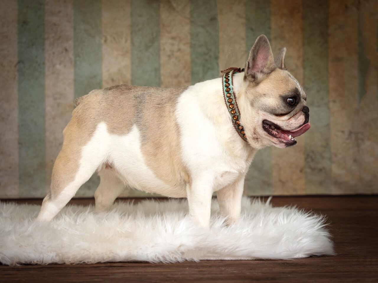 french bulldog fawn pied