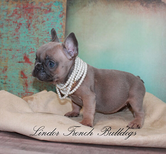 Lilac fawn best sale french bulldog