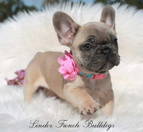 Chocolate fawn clearance french bulldog