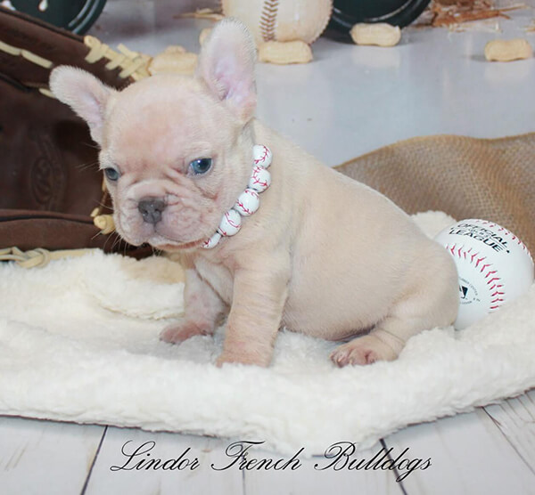 Maskless blue hot sale fawn french bulldog