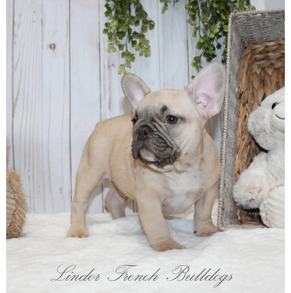 Chocolate fawn store french bulldog puppy