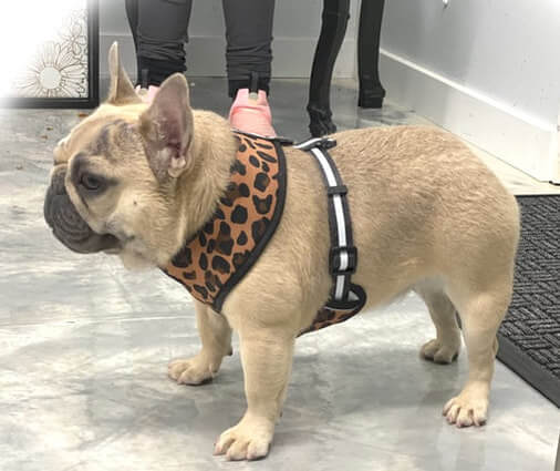 mini french bulldog