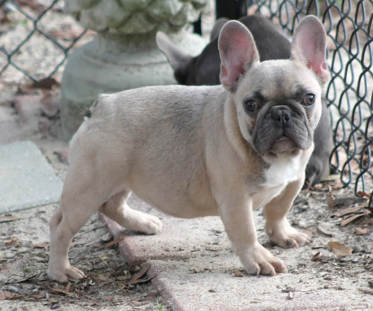 Gray mini french store bulldog