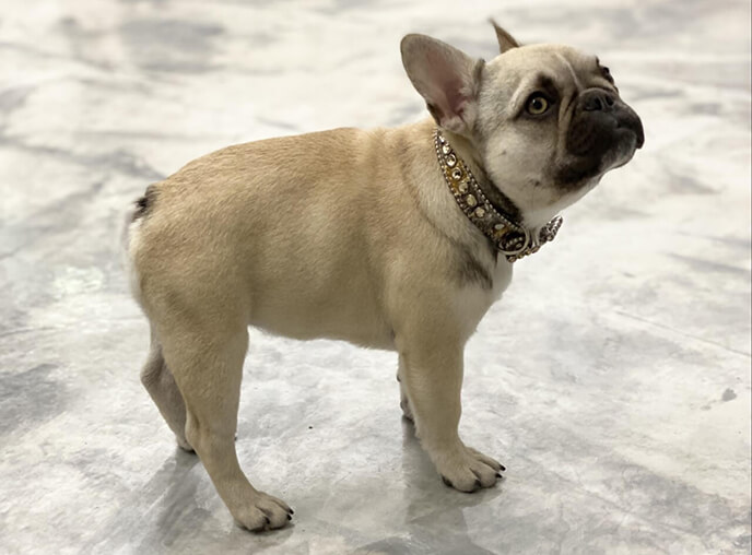 Micro mini french cheap bulldog for sale