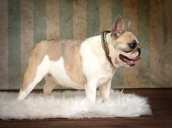 Mini best sale frenchie dog