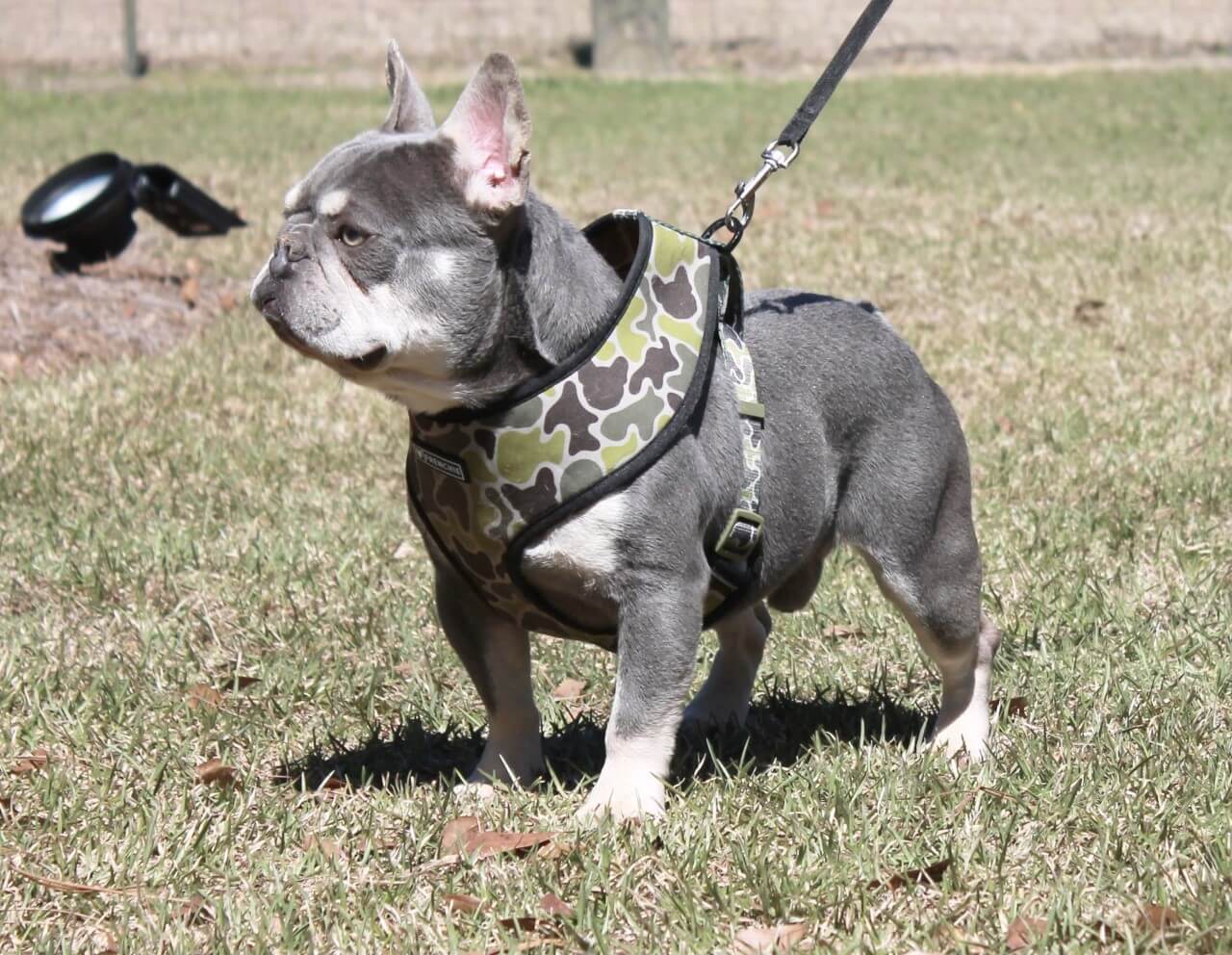 Lilac and tan mini french bulldog