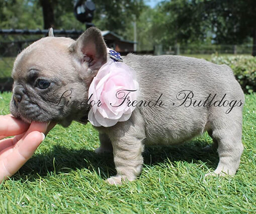 mini french bulldog