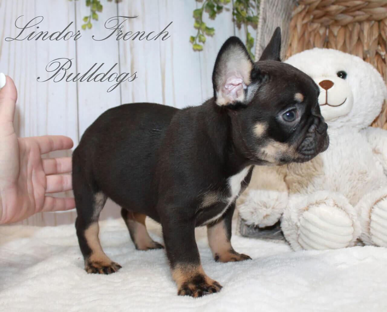 chocolate and tan french bulldog puppy with mask
