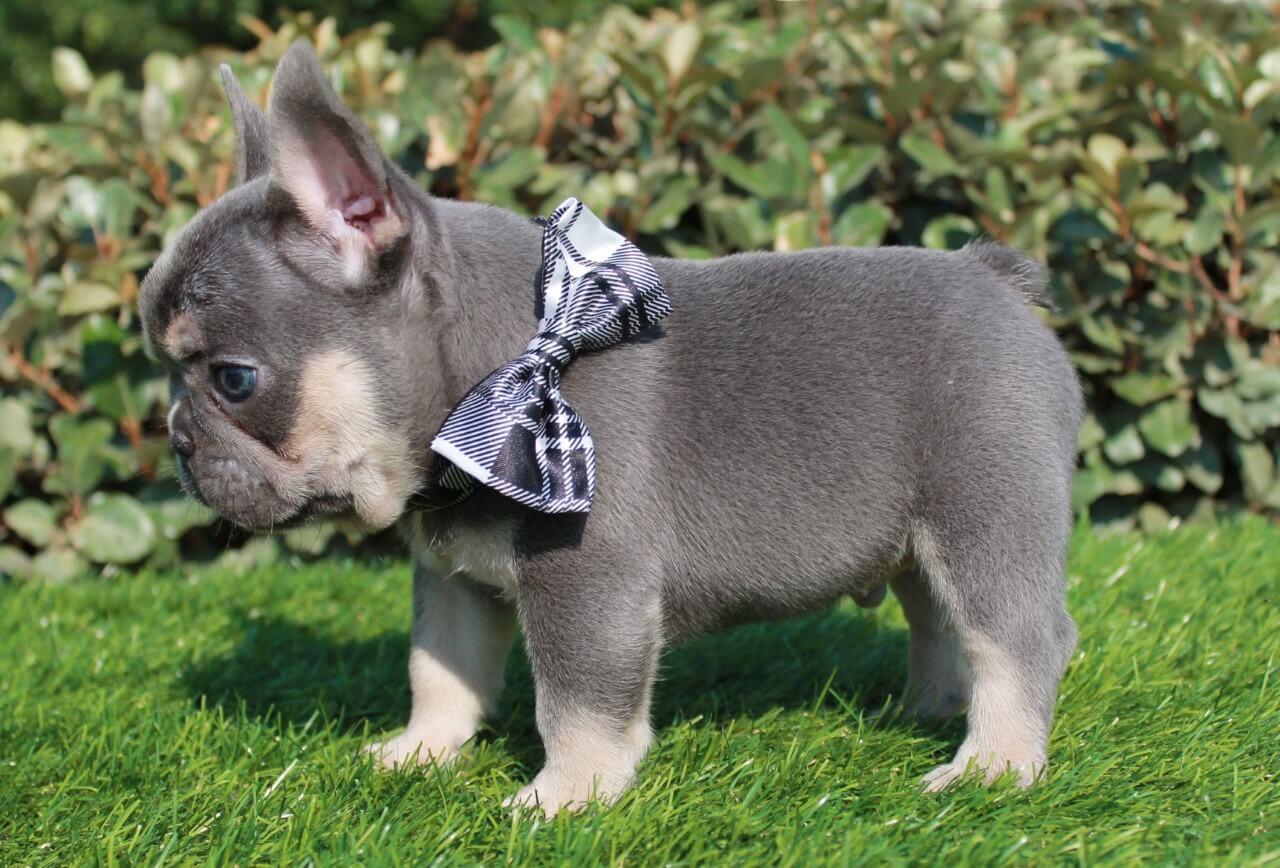 blue and tan french bulldog puppy
