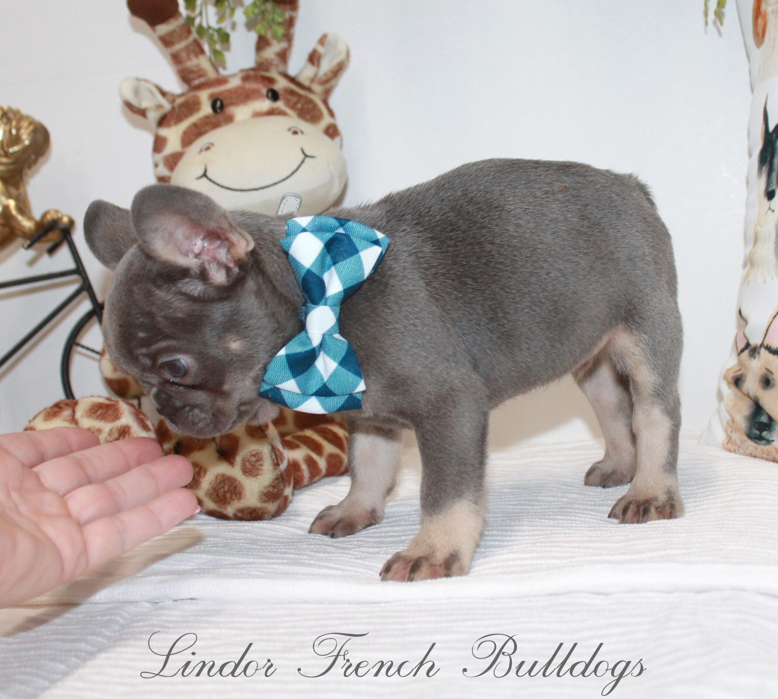 mini French bulldog puppies- lilac  and tan male