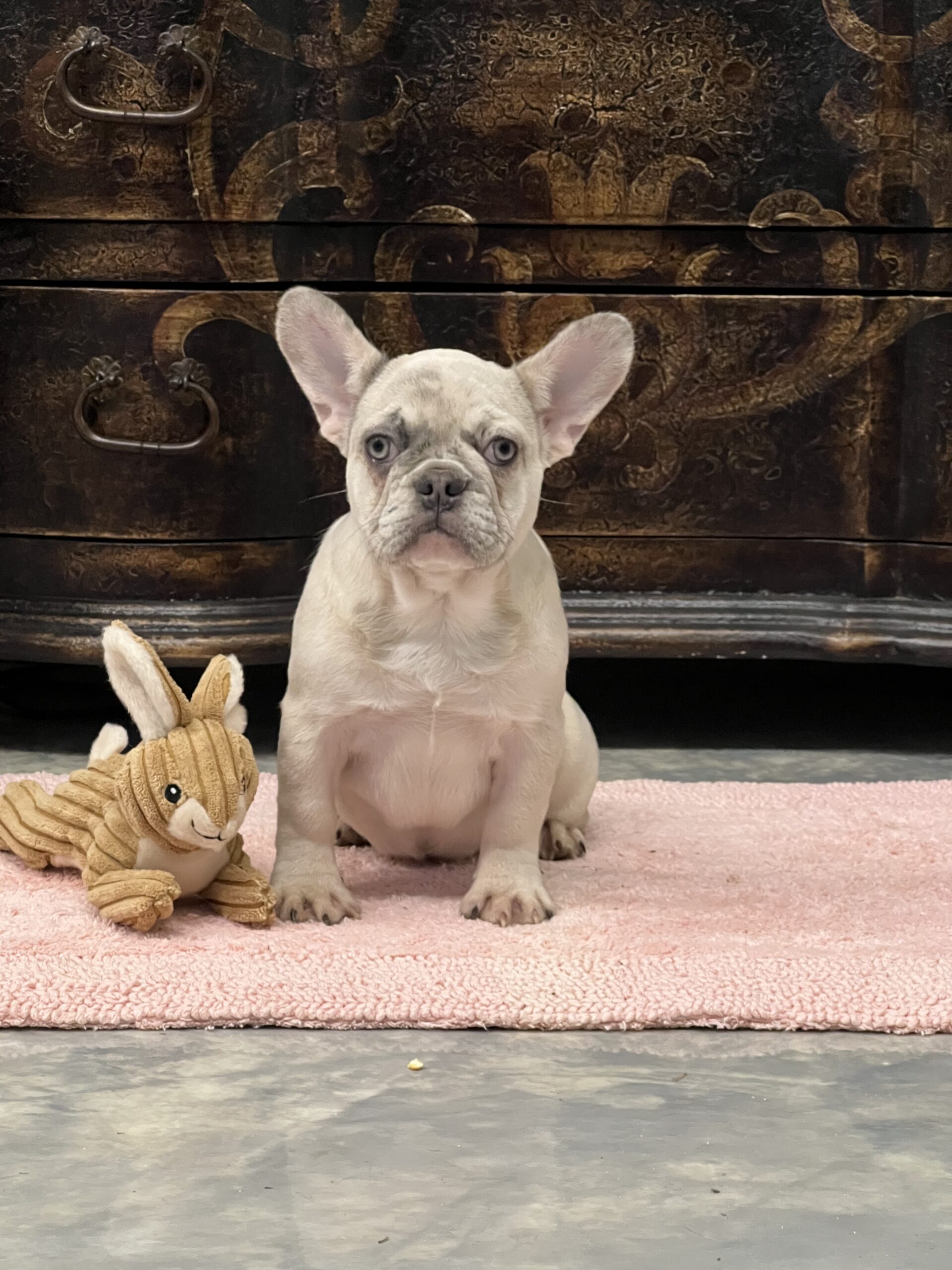 Female- lilac fawn Merle – older puppy discount