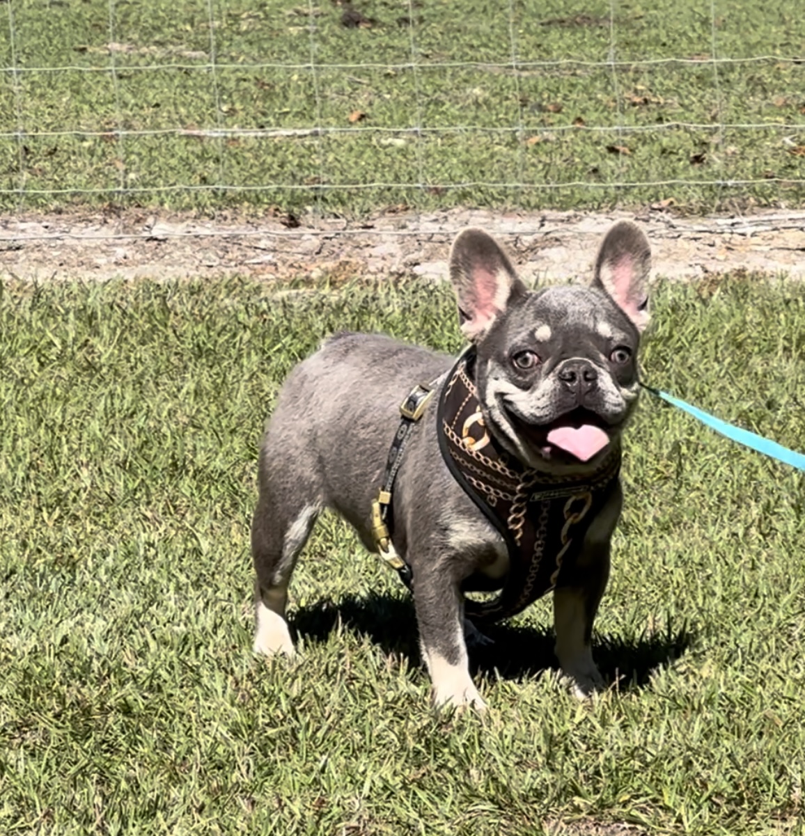 Lilac and tan French bulldog, small adult, older pup discount -Male