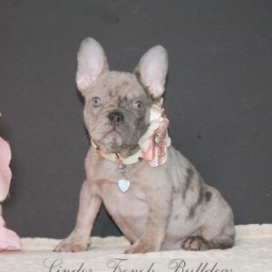 FEMALE- Mini French bulldog puppies for sale