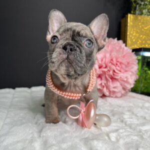 FEMALE- Mini French bulldog puppies for sale