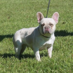 Package deal- breeder female and high DNA stud credit