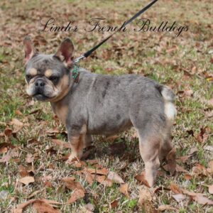 Adult breeders for sale- all must go