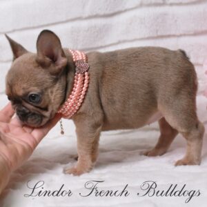 FEMALE- Mini French bulldog puppies for sale