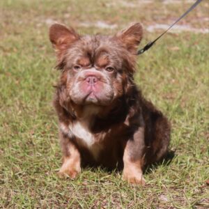 Package deal- breeder female and high DNA stud credit (Copy)