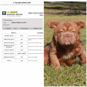 Rojo fluffy -full AKC female