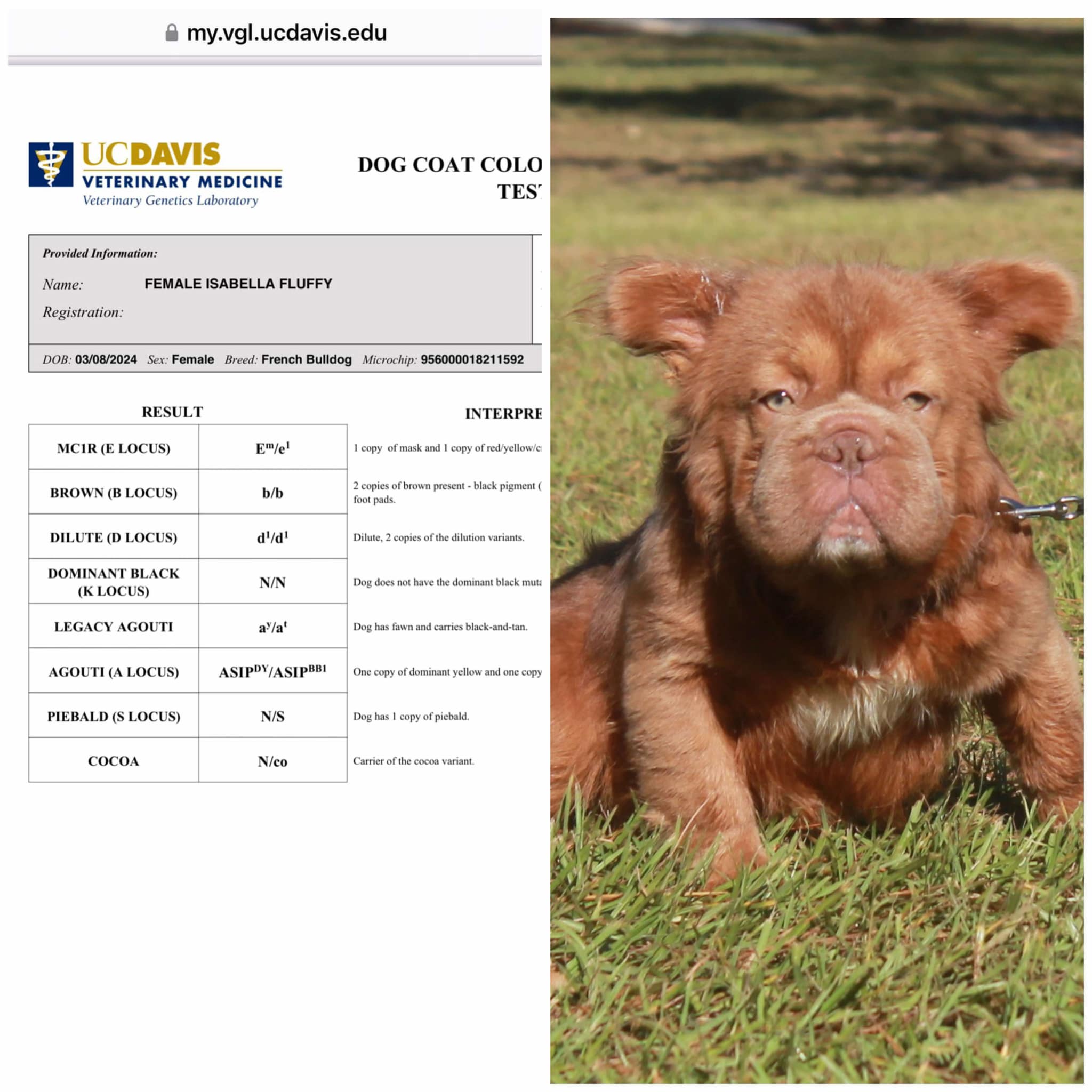 Rojo fluffy -full AKC female Rojo fluffy -full AKC female